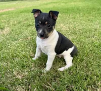 Tory, a female Rat Terrier for sale in Gorman, TX – Photo 3 of 3