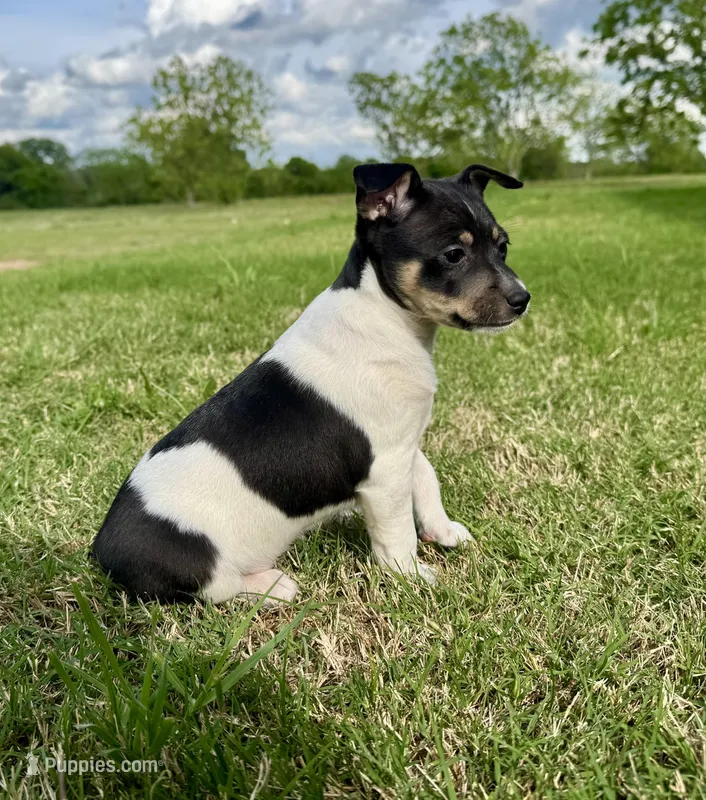 Tory – Rat Terrier puppy for sale in Gorman, TX