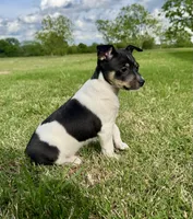 Tory, a female Rat Terrier for sale in Gorman, TX – Photo 1 of 3