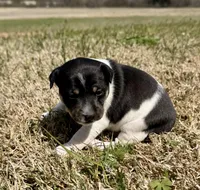 Tory, a female Rat Terrier for sale in Fredericksburg, TX – Photo 2 of 3