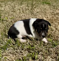 Tory, a female Rat Terrier for sale in Fredericksburg, TX – Photo 1 of 3