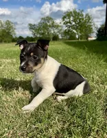 Tory, a female Rat Terrier for sale in Gorman, TX – Photo 2 of 3