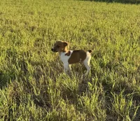 Rip, a male Rat Terrier for sale in Gorman, TX – 3 of 3