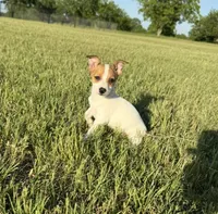 Walker, a male Rat Terrier for sale in Gorman, TX – 1 of 3