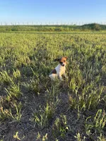 Queen B , a female Rat Terrier for sale in Gorman, TX – 3 of 3