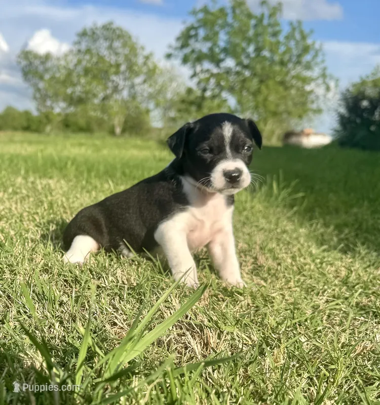 Toby – Rat Terrier puppy for sale in Gorman, TX