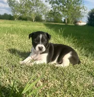 Toby, a male Rat Terrier for sale in Gorman, TX – Photo 3 of 3