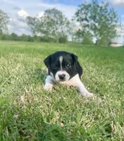 Toby, a male Rat Terrier for sale in Gorman, TX – Photo 2 of 3