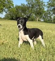 Toby, a male Rat Terrier for sale in Gorman, TX – 2 of 3