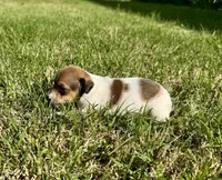 Millie, a female Rat Terrier for sale in Gorman, TX – Photo 1 of 2