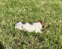 Millie, a female Rat Terrier for sale in Gorman, TX – Photo 2 of 2