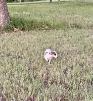 Ivy, a female Rat Terrier for sale in Gorman, TX – 2 of 2