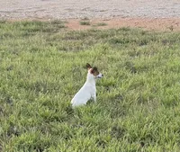 Walker, a male Rat Terrier for sale in Gorman, TX – 2 of 3