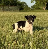 Momo, a female Rat Terrier for sale in Gorman, TX – 1 of 2