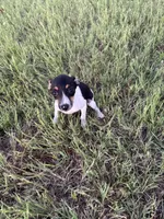 Momo, a female Rat Terrier for sale in Gorman, TX – 3 of 3
