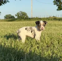 Luna , a female Rat Terrier for sale in Gorman, TX – 2 of 2
