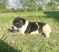 Spence , a male Rat Terrier for sale in Gorman, TX – Photo 2 of 3