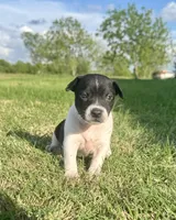 Spence , a male Rat Terrier for sale in Gorman, TX – Photo 1 of 3