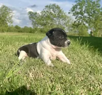 Spence , a male Rat Terrier for sale in Gorman, TX – Photo 3 of 3