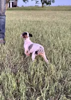 Luna , a female Rat Terrier for sale in Gorman, TX – 3 of 3