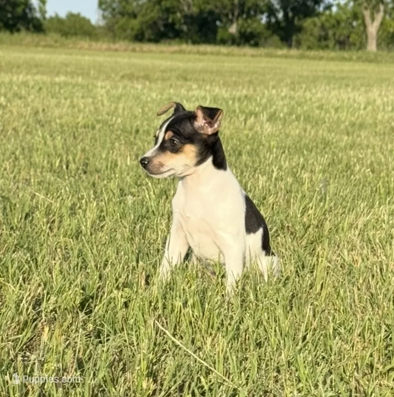 Colt  – Rat Terrier puppy for sale in Gorman, TX