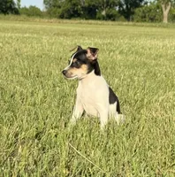 Colt , a male Rat Terrier for sale in Gorman, TX – 1 of 2