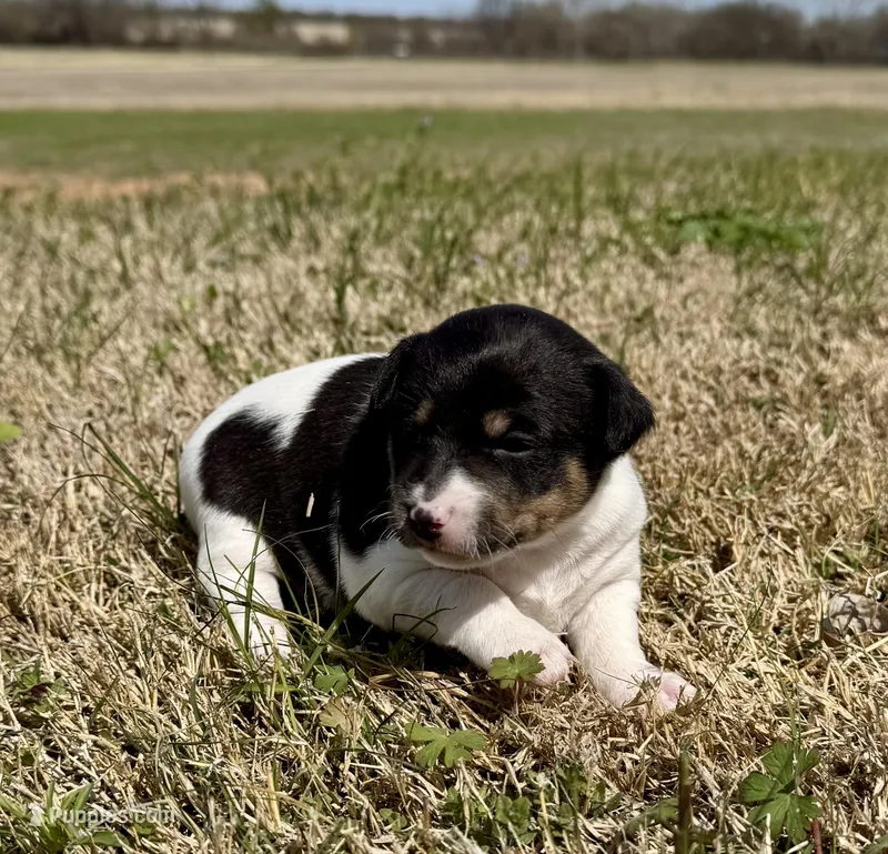 Lilly – Rat Terrier puppy for sale in Fredericksburg, TX