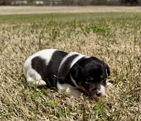Lilly, a female Rat Terrier for sale in Fredericksburg, TX – Photo 2 of 3