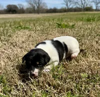 Lilly, a female Rat Terrier for sale in Fredericksburg, TX – Photo 3 of 3