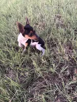 Goose, a male Rat Terrier for sale in Gorman, TX – 2 of 3