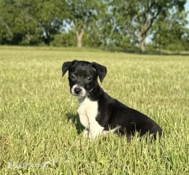 Koop – Rat Terrier puppy for sale in Gorman, TX
