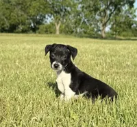 Koop, a male Rat Terrier for sale in Gorman, TX – 1 of 2