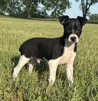 Toby, a male Rat Terrier for sale in Gorman, TX – 3 of 3