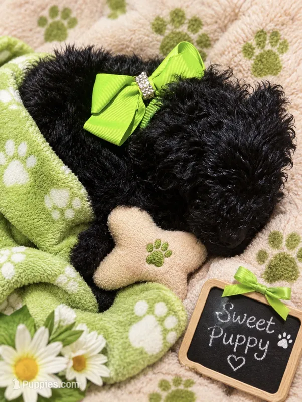 Itty – Goldendoodle puppy for sale in Gaffney, SC