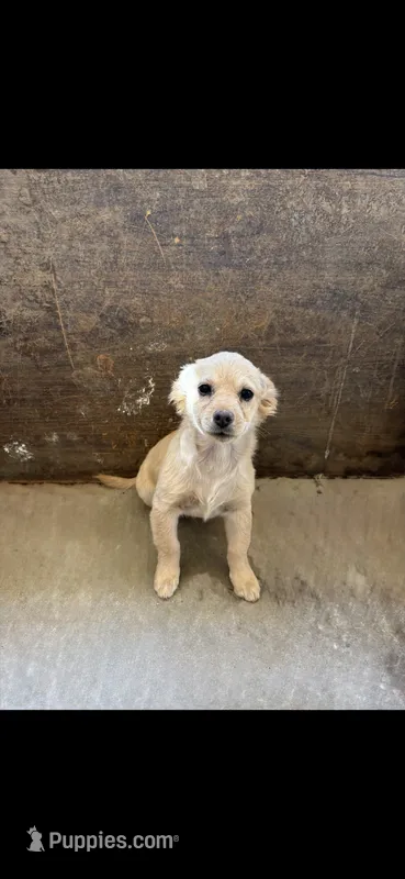 Mr. Blondie – Airedale Terrier puppy for sale in Victorville, CA