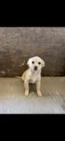 Mr. Blondie, a male Airedale Terrier for sale in Victorville, CA – 1 of 1