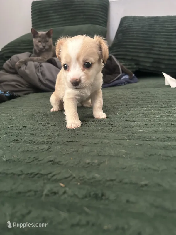 Cashmere – Cairn Terrier puppy for sale in Victorville, CA