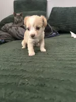 Cashmere, a male Cairn Terrier for sale in Victorville, CA – 1 of 7