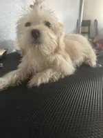 Sassy, a female Cairn Terrier and Maltipoo for sale in Victorville, CA – 3 of 8
