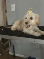 Sassy, a female Cairn Terrier and Maltipoo for sale in Victorville, CA – 7 of 9