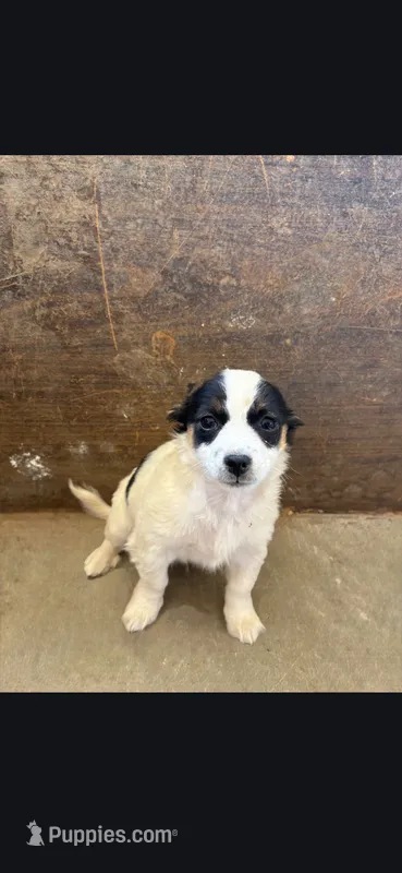 Mr. Pan Dulce – Airedale Terrier puppy for sale in Victorville, CA