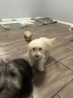 Obsidian , a female Cairn Terrier and Maltipoo for sale in Victorville, CA – 3 of 4