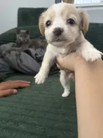 Cashmere, a male Cairn Terrier for sale in Victorville, CA – 4 of 7