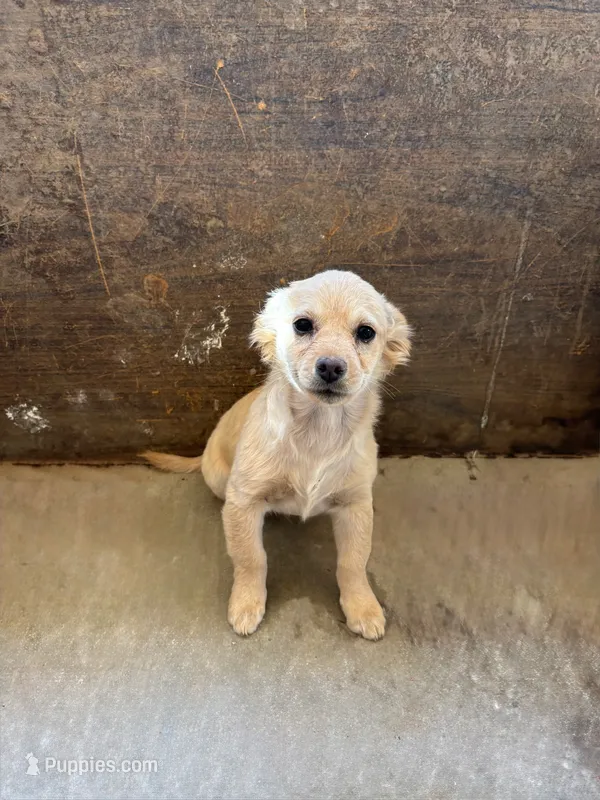 Mr. Blondie  – Cairn Terrier puppy for sale in Victorville, CA