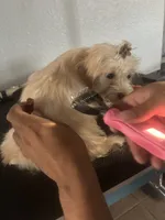 Sassy, a female Cairn Terrier and Maltipoo for sale in Victorville, CA – 8 of 8
