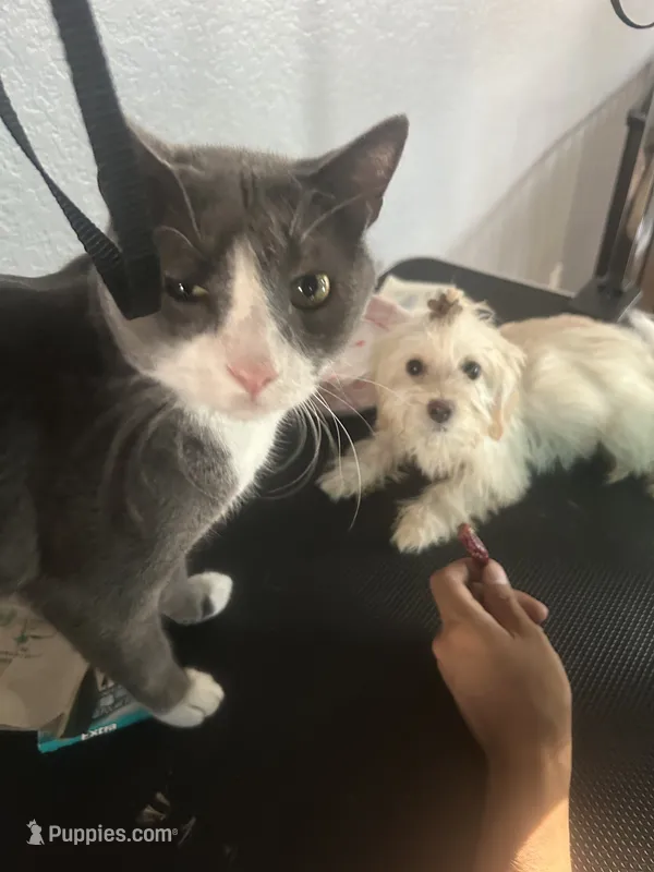 Sassy – Cairn Terrier, Maltipoo puppy for sale in Victorville, CA