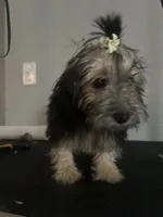 Obsidian , a female Cairn Terrier and Maltipoo for sale in Victorville, CA – 2 of 4