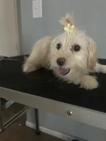 Sassy, a female Cairn Terrier and Maltipoo for sale in Victorville, CA – 3 of 9