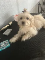 Sassy, a female Cairn Terrier and Maltipoo for sale in Victorville, CA – 6 of 8