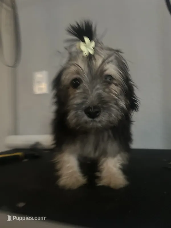 Obsidian  – Cairn Terrier, Maltipoo puppy for sale in Victorville, CA